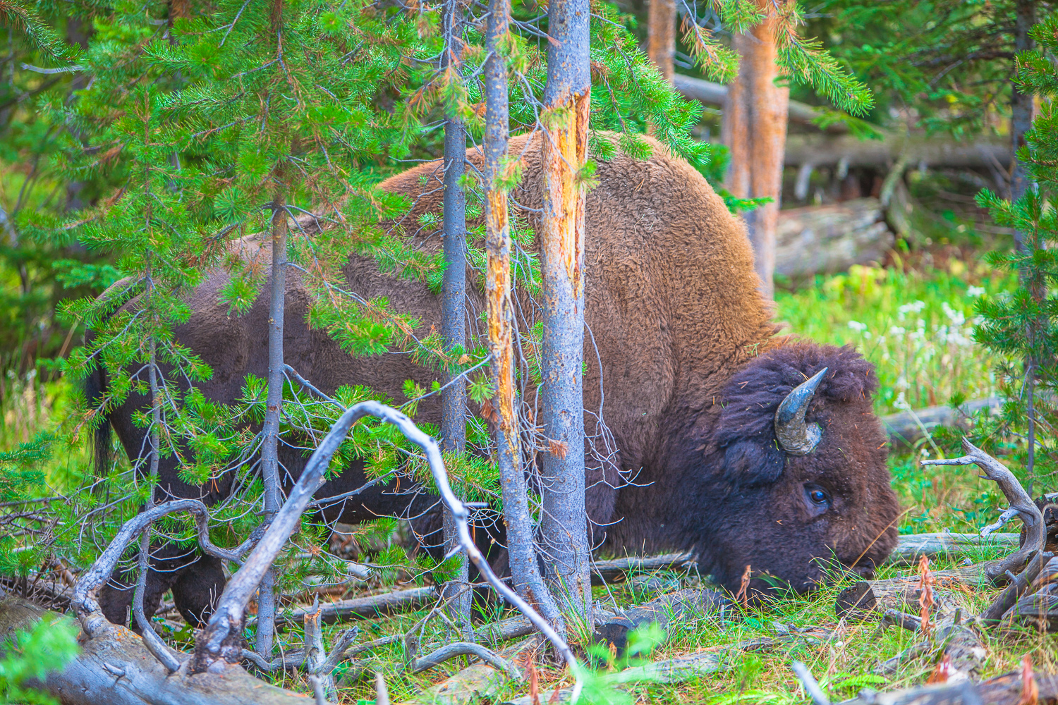 http://www.skorobogatov.com/news/pics/yellowstone-bisons-skorobogatov-aleksandr_13.jpg