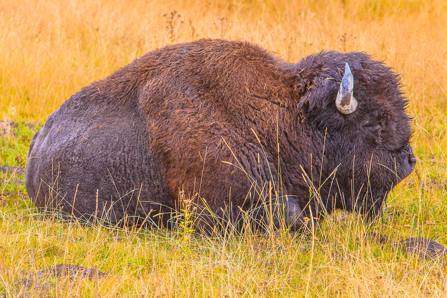 http://www.skorobogatov.com/news/pics/yellowstone-bisons-skorobogatov-aleksandr_14.jpg